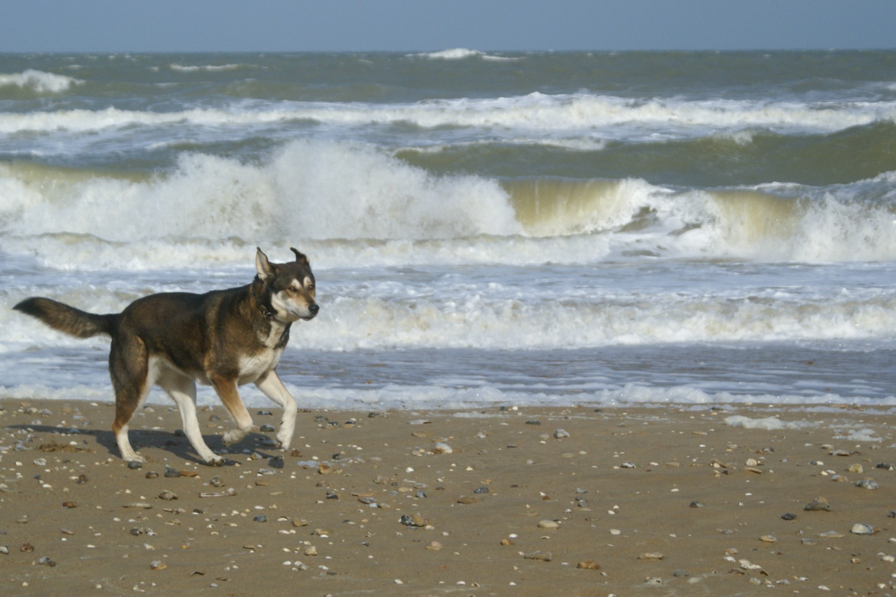 Dog-friendly Beaches in Normandy - Eco-Gites of Lenault